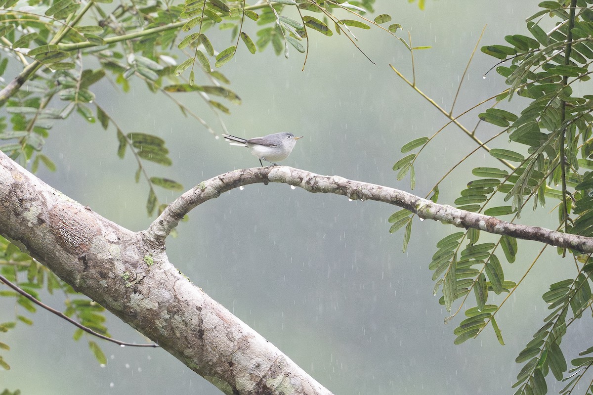 Blue-gray Gnatcatcher - ML642333004