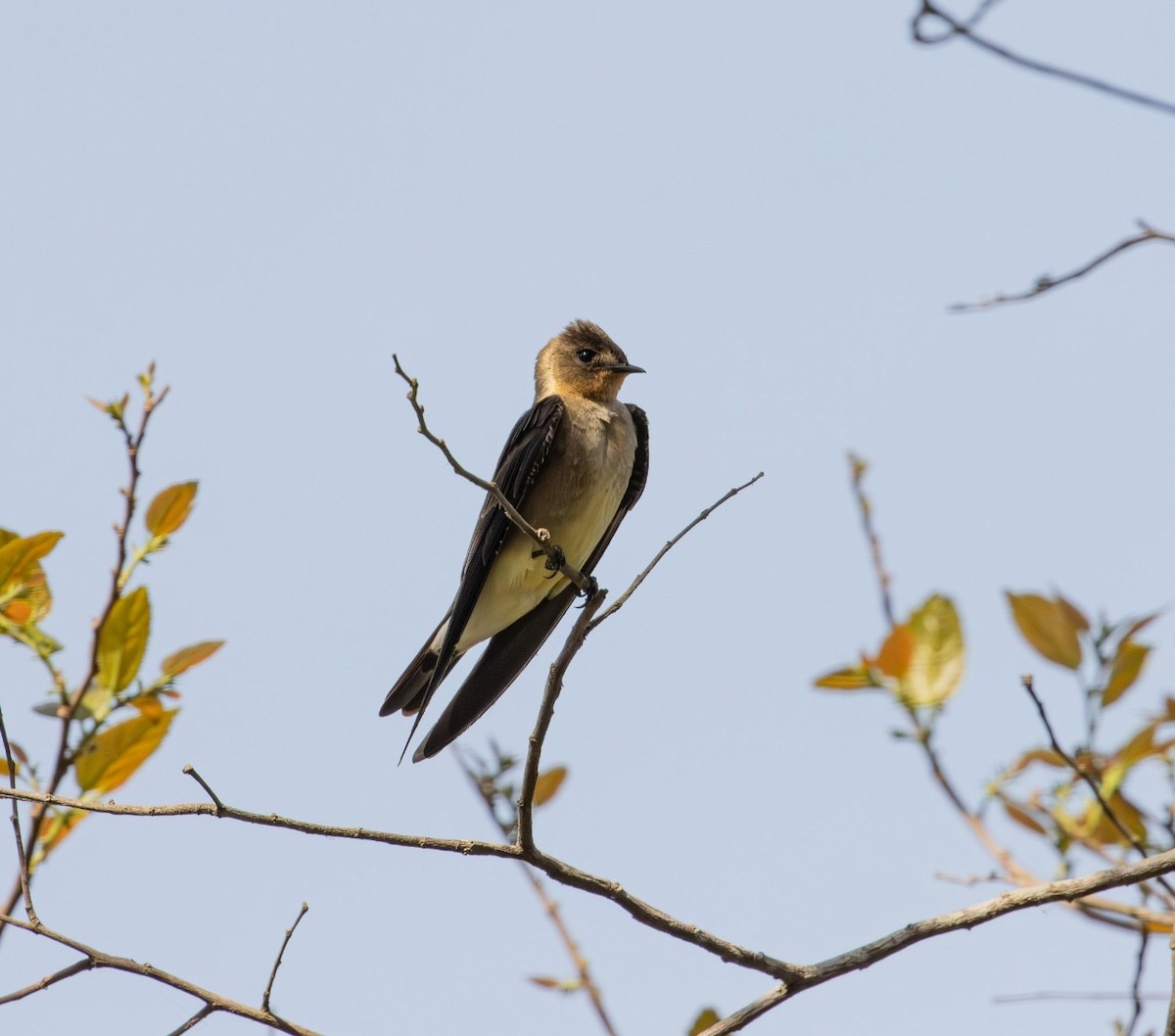 Southern Rough-winged Swallow - ML642333011