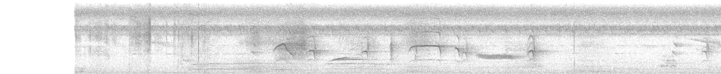 drongo šedobřichý - ML642333038