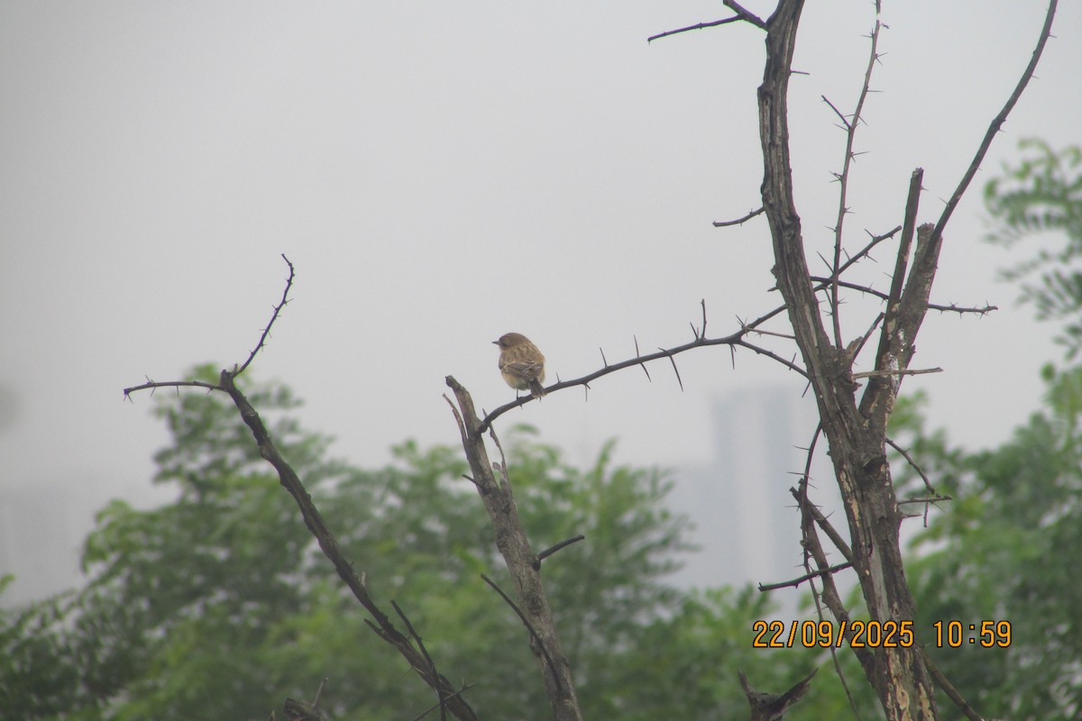 Siberian Stonechat - ML642333041