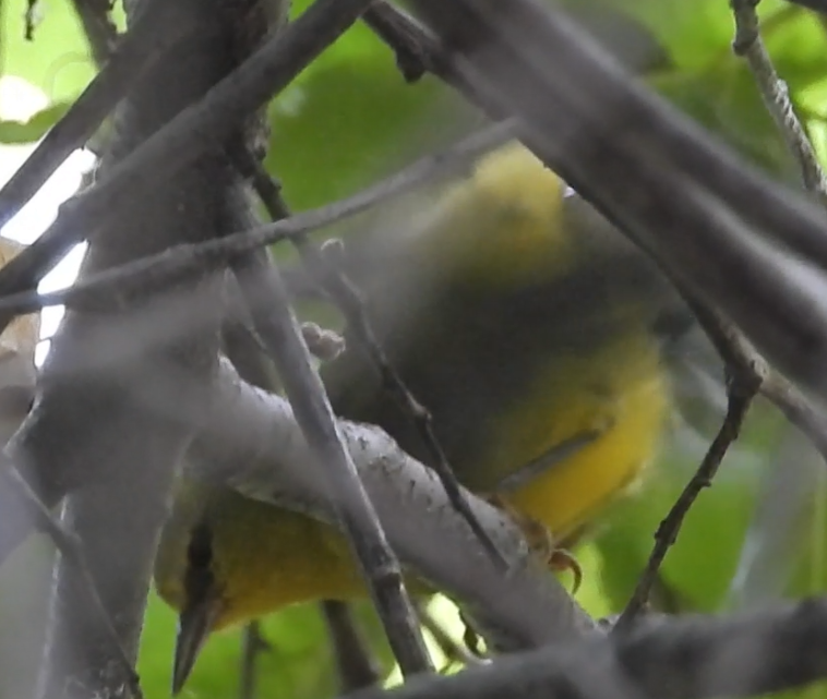 Blue-winged Warbler - ML642333066
