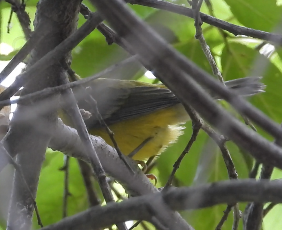 Blue-winged Warbler - ML642333067