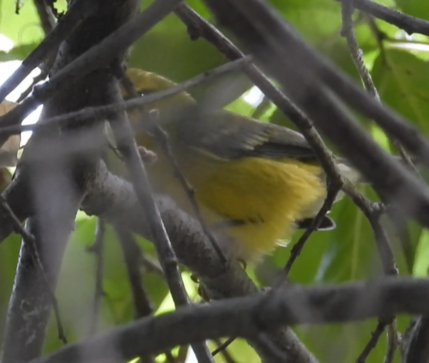 Blue-winged Warbler - ML642333071
