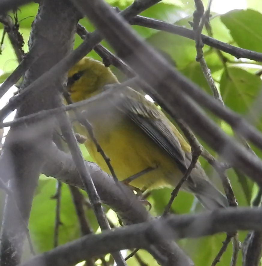Blue-winged Warbler - ML642333072