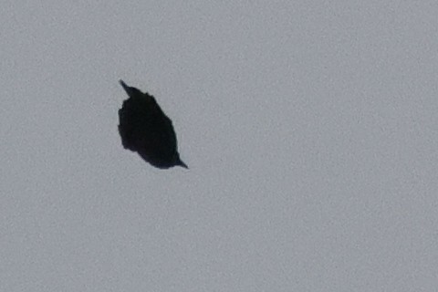blackbird sp. - ML642333091
