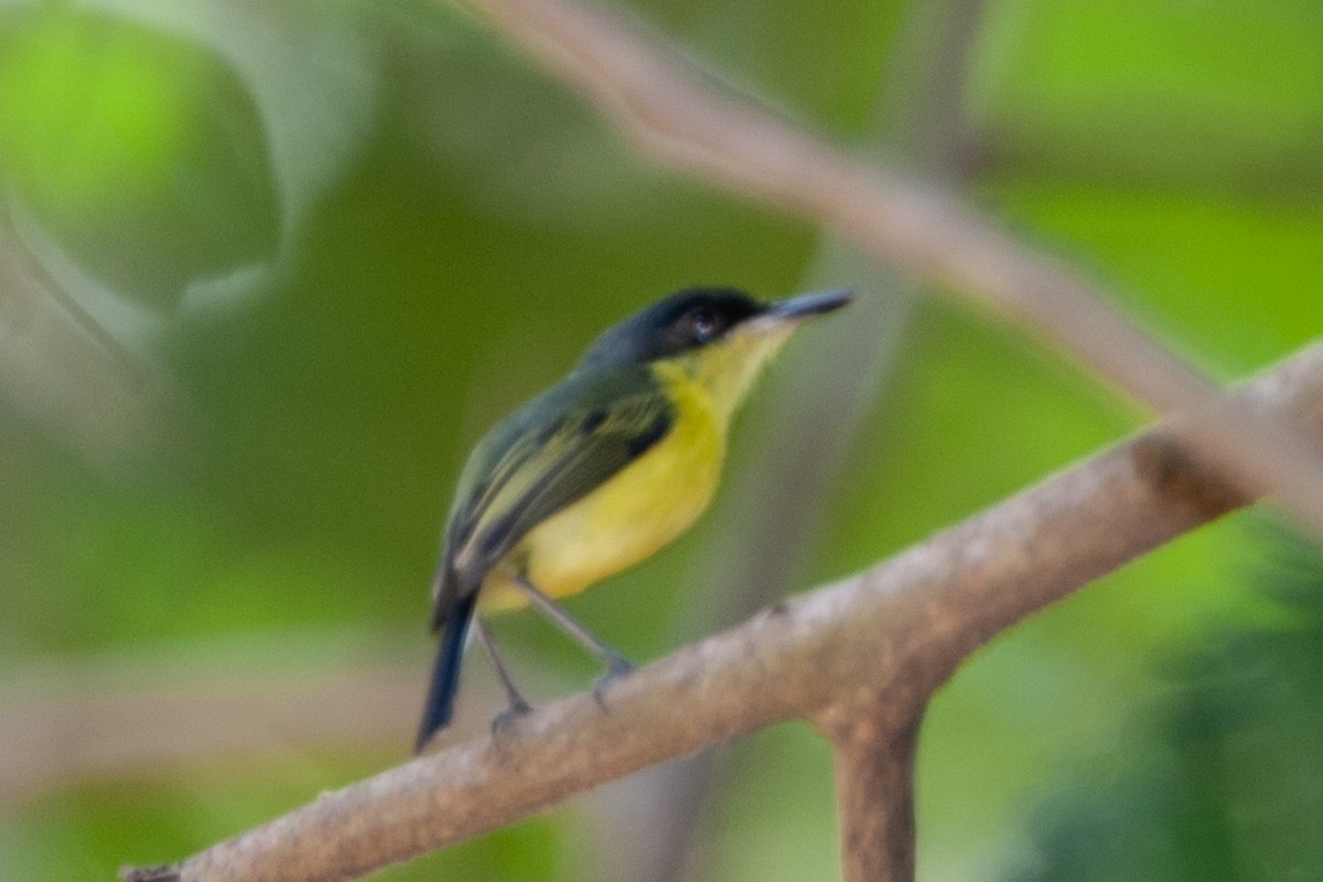 Common Tody-Flycatcher - ML642333092