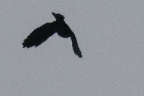 blackbird sp. - ML642333094