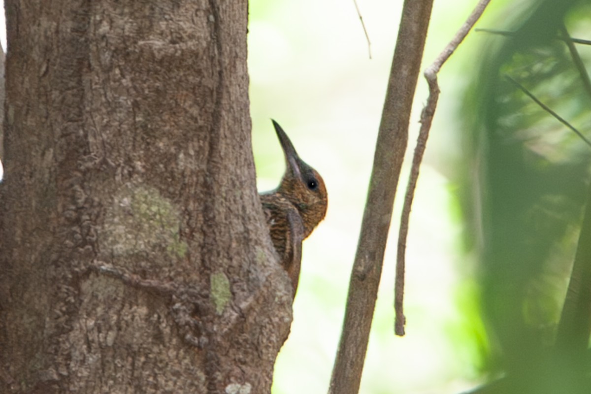 Northern Barred-Woodcreeper - ML642333097