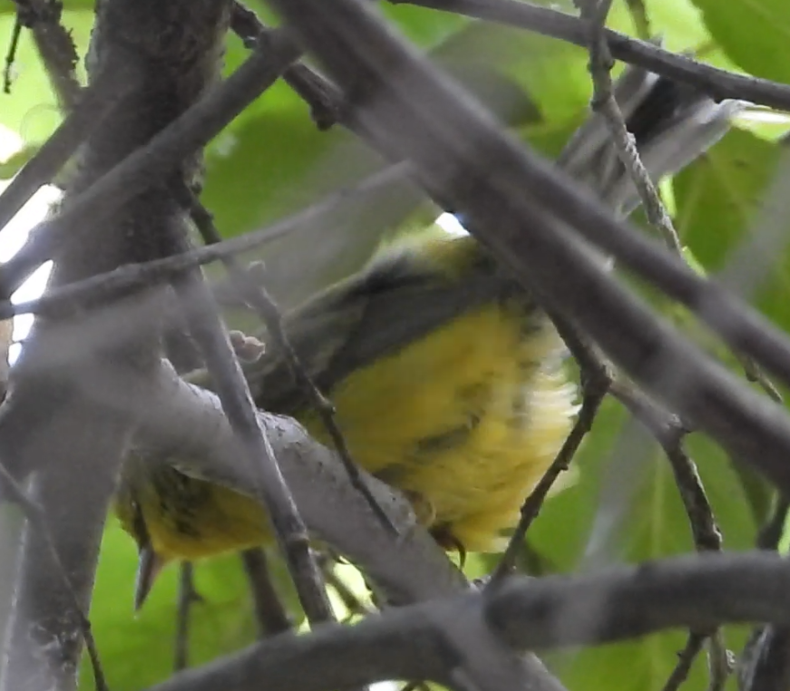 Blue-winged Warbler - ML642333104