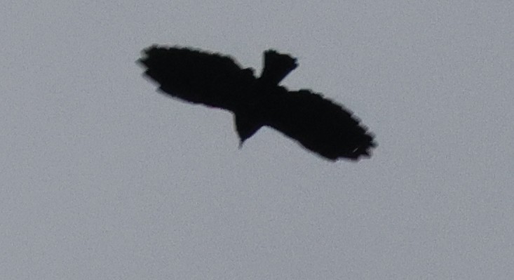 blackbird sp. - ML642333105