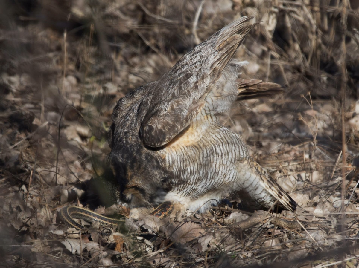 Great Horned Owl - ML642333106