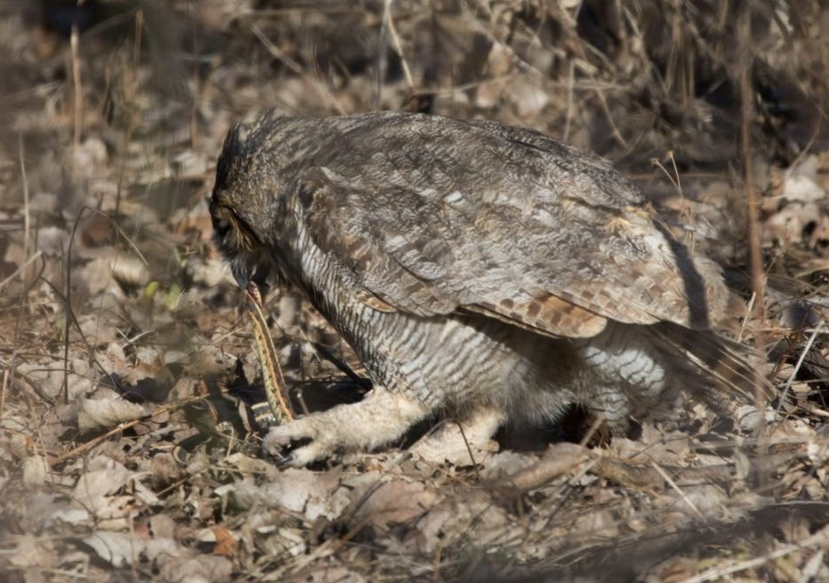 Great Horned Owl - ML642333107