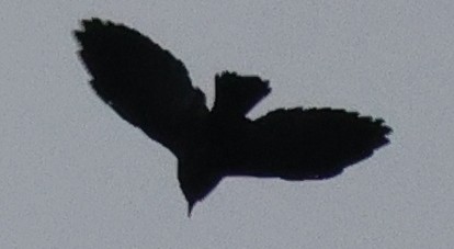 blackbird sp. - ML642333116