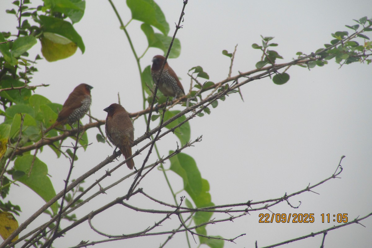 Scaly-breasted Munia - ML642333119