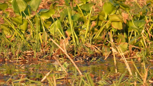 Black-bellied Whistling-Duck - ML642333125