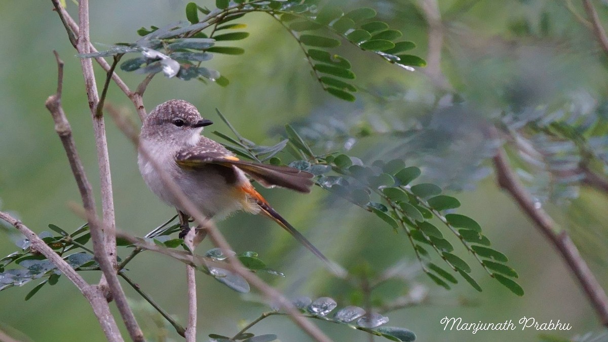Small Minivet - ML642333126