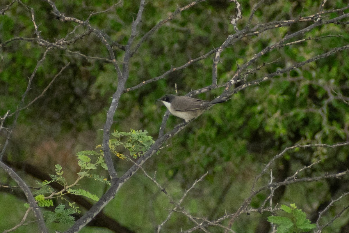Eastern Orphean Warbler - ML642333142
