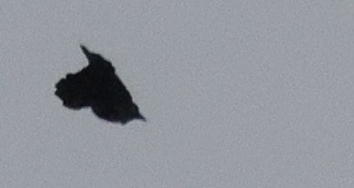 blackbird sp. - ML642333143