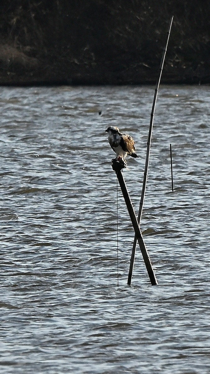 Osprey - ML642333150