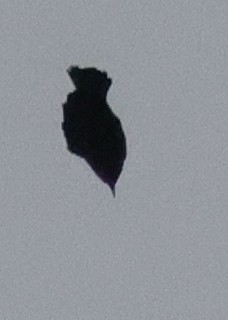 blackbird sp. - ML642333151