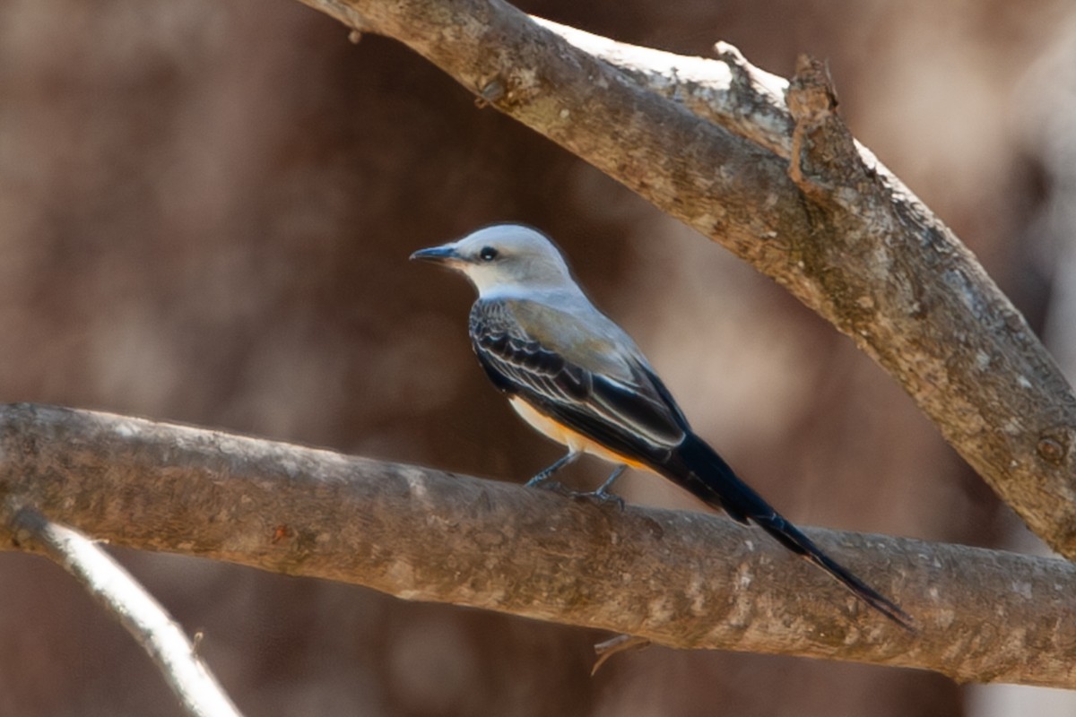 Scissor-tailed Flycatcher - ML642333152