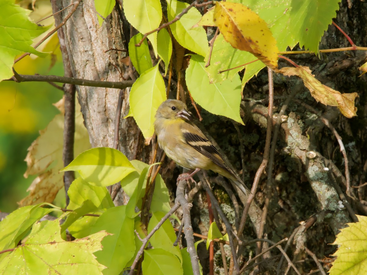 American Goldfinch - ML642333155