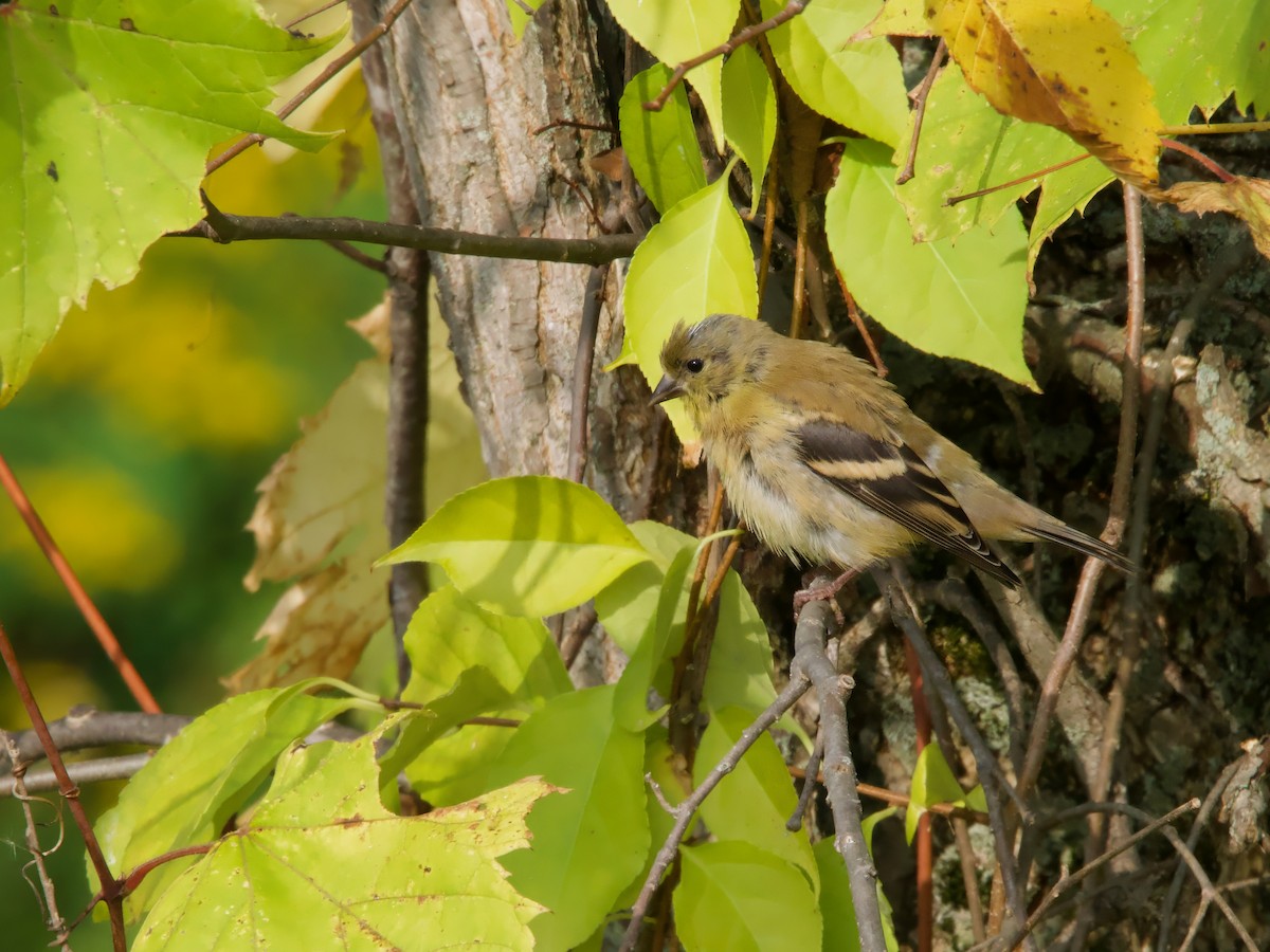 American Goldfinch - ML642333156