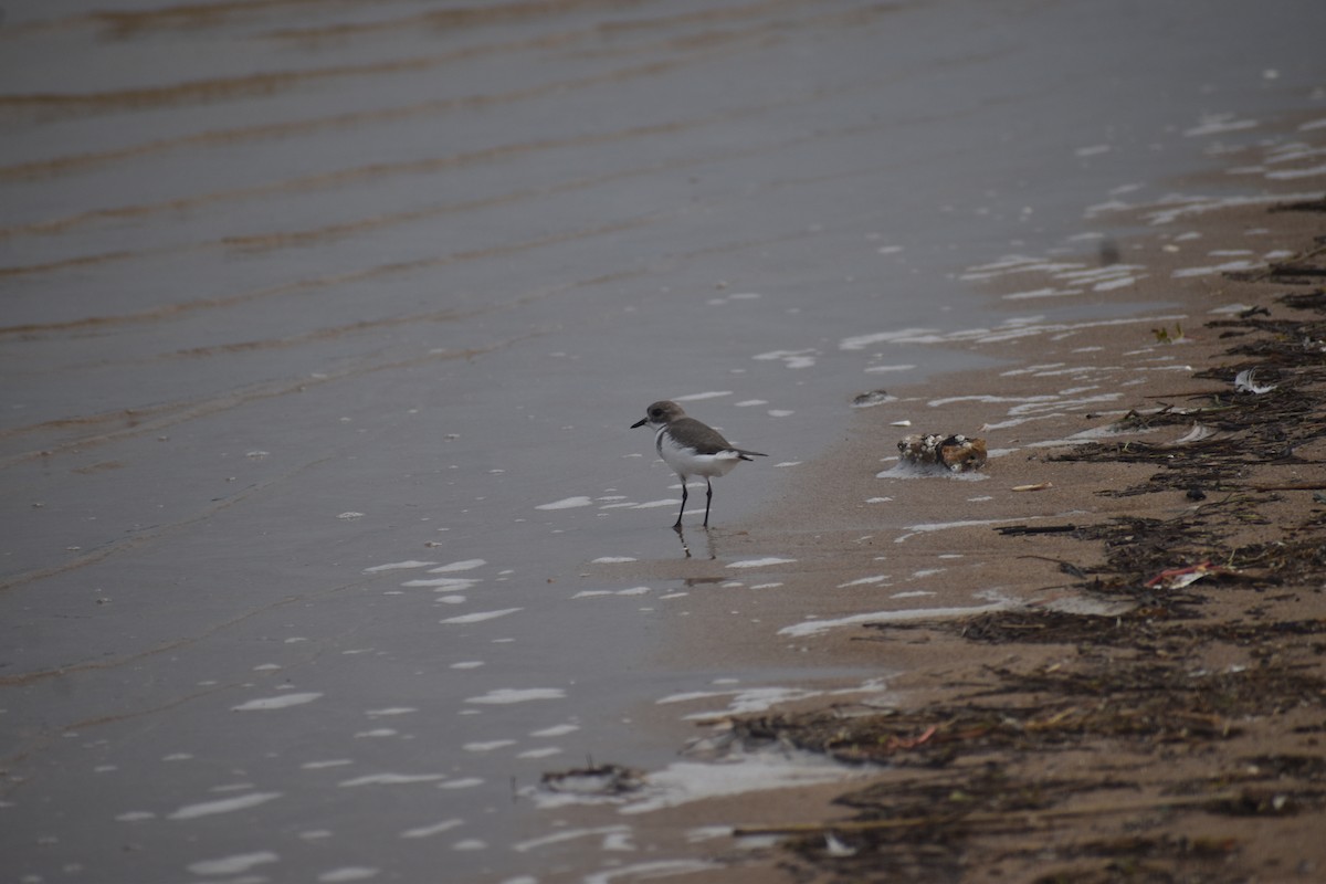 Two-banded Plover - ML642333202