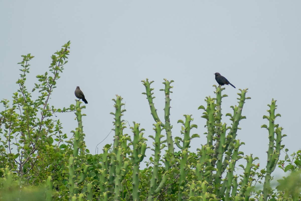 Indian Robin - ML642333220