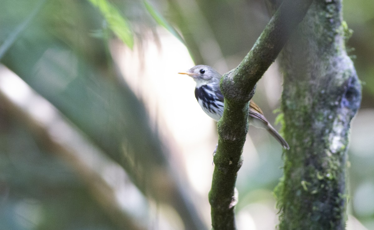 Southern Antpipit - ML642333224