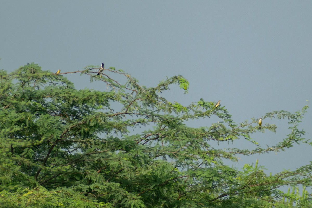 Western Yellow Wagtail - ML642333248