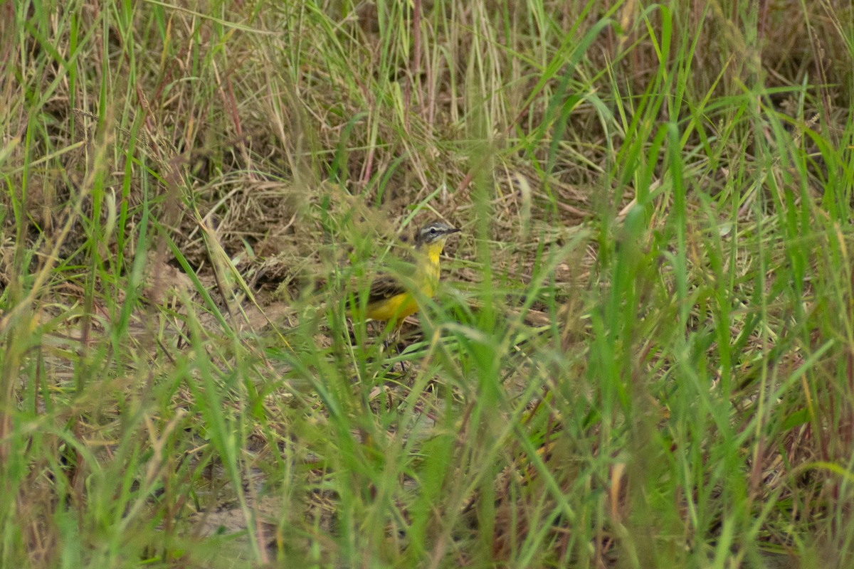 Western Yellow Wagtail - ML642333249