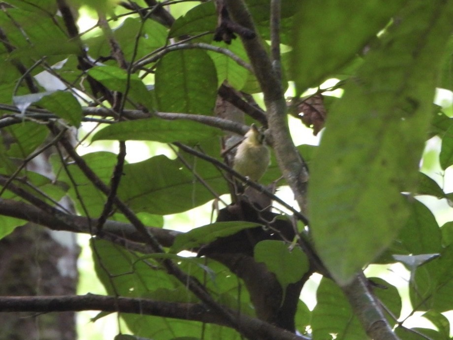 Golden-crowned Spadebill - ML642333254