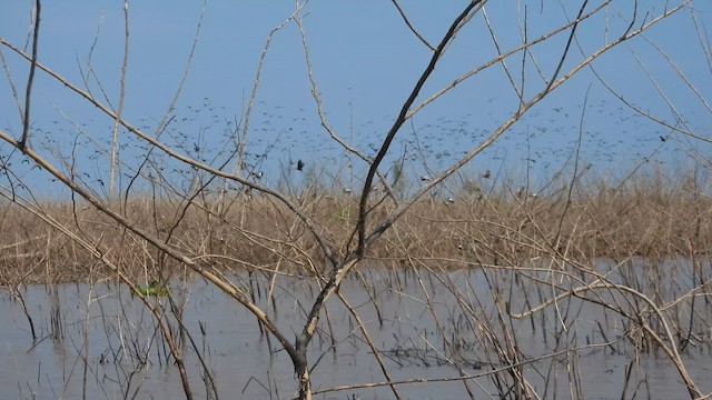 Black-bellied Whistling-Duck - ML642333284