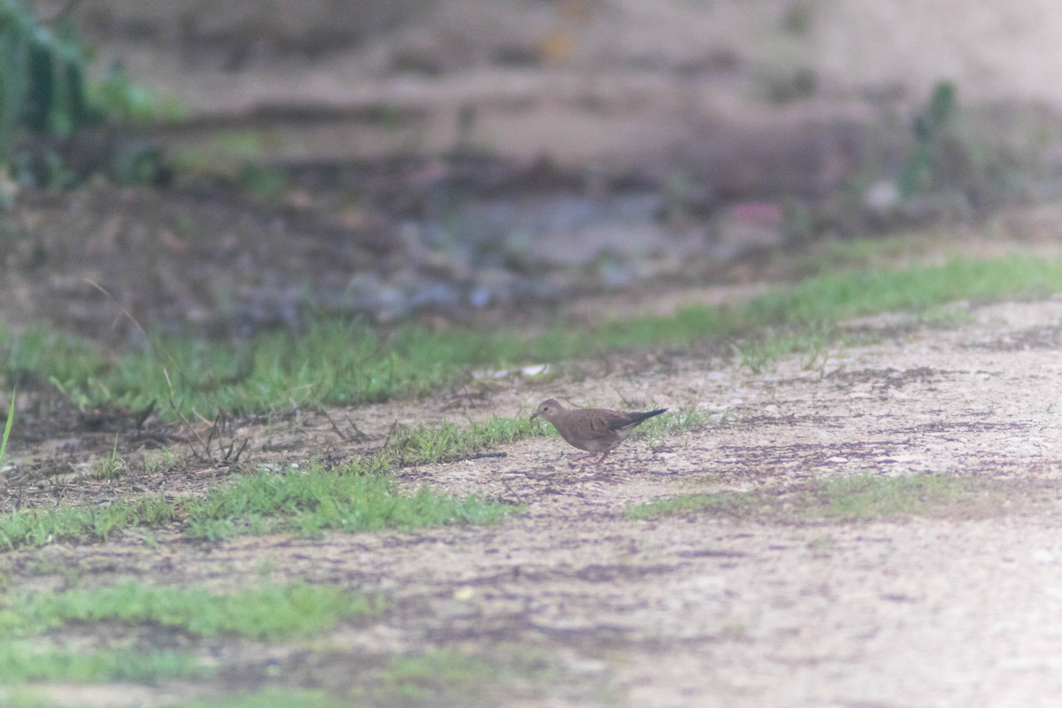 Ruddy Ground Dove - ML642333296