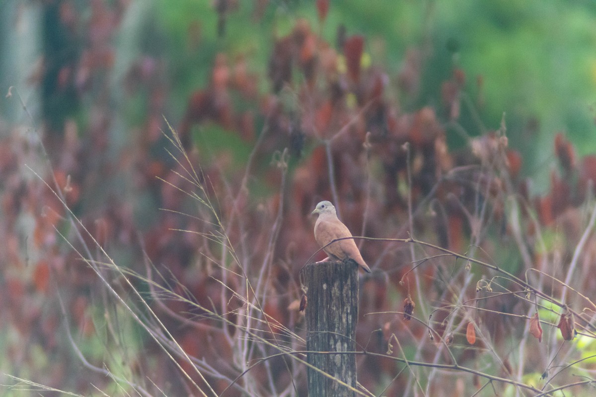 Ruddy Ground Dove - ML642333297