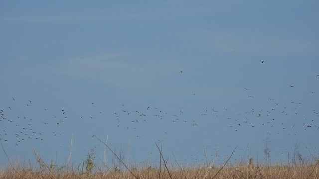 Black-bellied Whistling-Duck - ML642333299