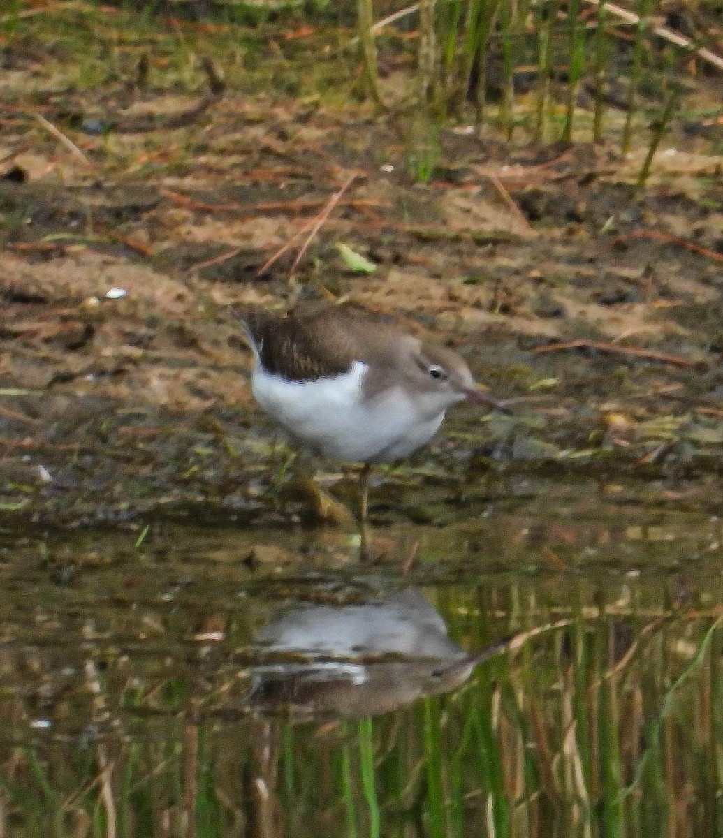 Spotted Sandpiper - ML642333338