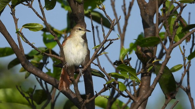 Yellow-chinned Spinetail - ML642333348