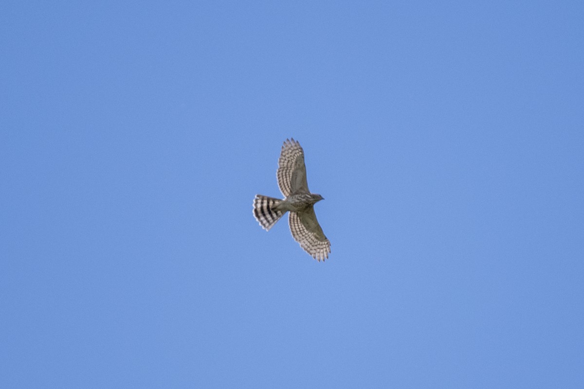 Crested Goshawk - ML642333352