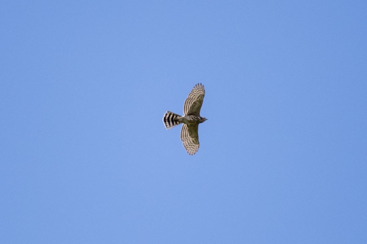Crested Goshawk - ML642333353