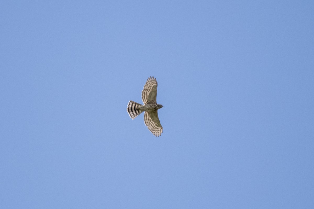 Crested Goshawk - ML642333354