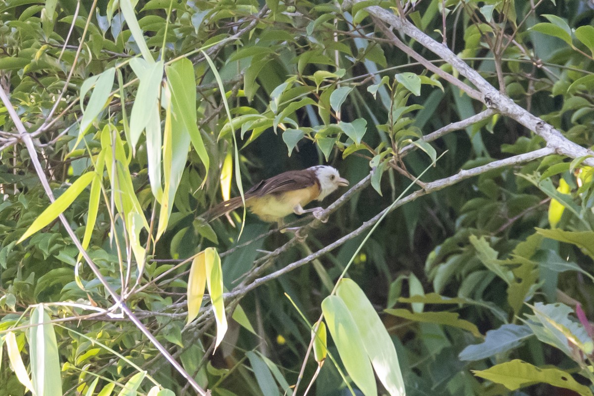 Collared Babbler - ML642333357