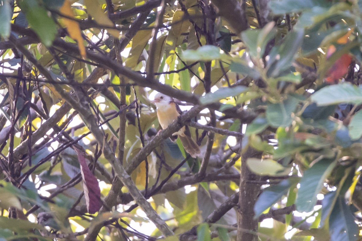 Collared Babbler - ML642333358