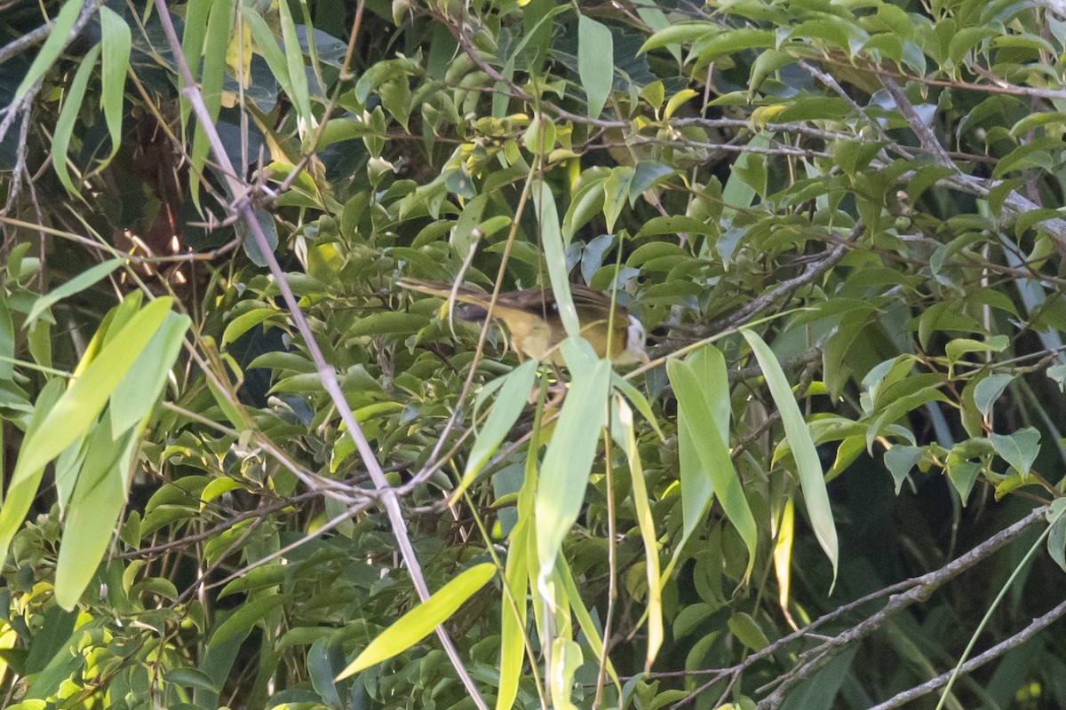 Collared Babbler - ML642333359