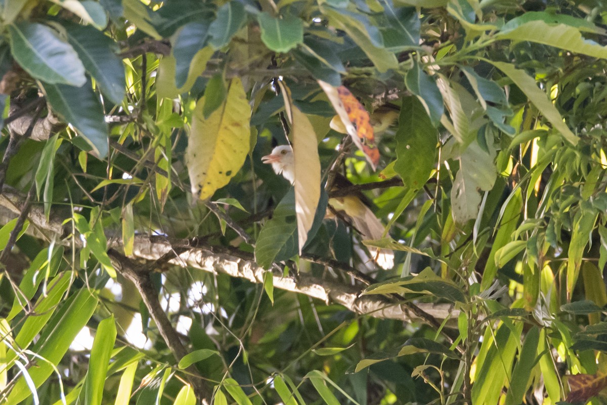 Collared Babbler - ML642333360