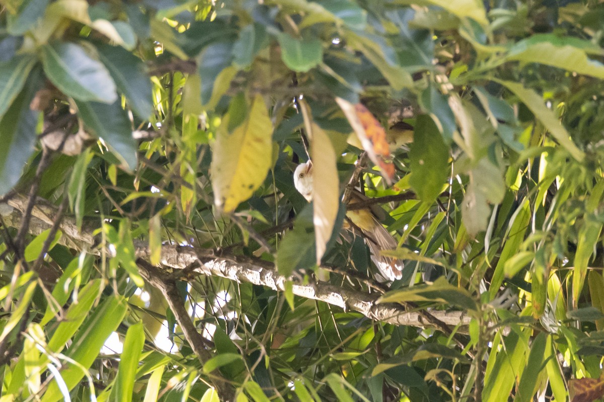 Collared Babbler - ML642333361