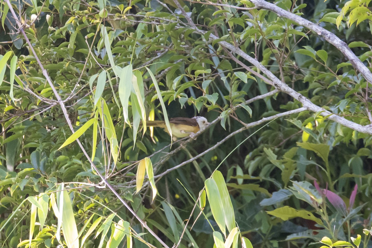 Collared Babbler - ML642333362