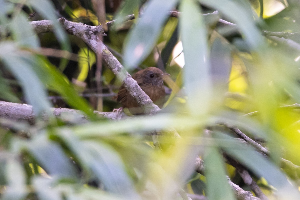 Spot-throated Babbler - ML642333370