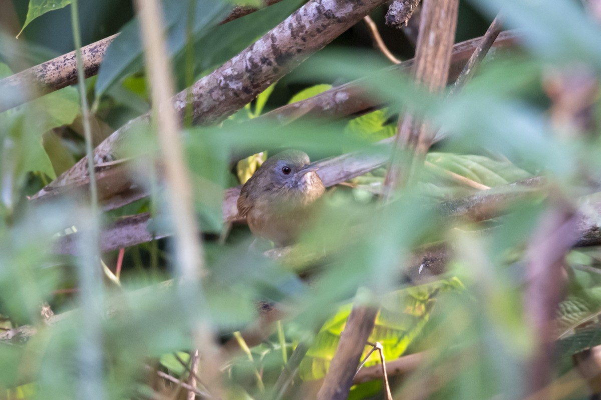 Spot-throated Babbler - ML642333371